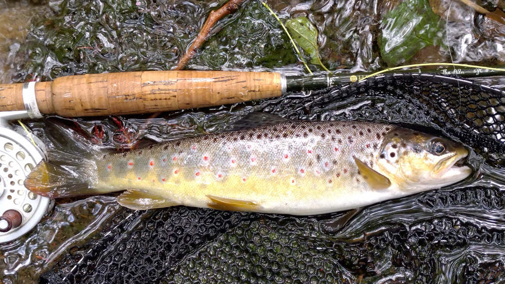 Photo of the best trout of the day